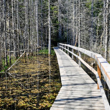 Wooden boardwalk leads over unique pond and into trees.  Springtime in Smuggler Cove Marine Provincial Park on BC's Sunshine Coast