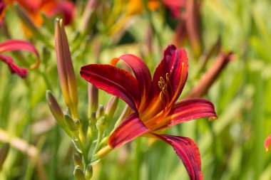 Red Magic daylily displaying rich red and orange petals in front of blurred background of green, red and yellow. clipart