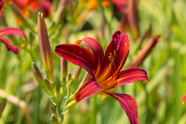 Red Magic Daylily Displaying Rich Red Orange Petals Front Blurred 스톡 사진
