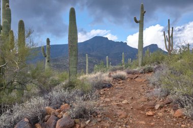 Yağmurdan sonra Saguaro kaktüsü Arizona, Cave Creek yakınlarındaki Spur Cross Çiftliği Koruma Alanı 'nda uzun ve nemli yürüyüş yolu boyunca ayakta duruyor. Arka plandaki fil dağı kara bulutlarla gölgelenmiştir..