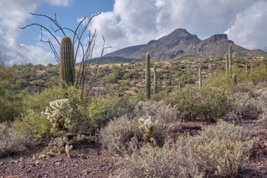Saguaro, cholla ve ocotillo da dahil olmak üzere çalı çırpı ve kaktüsleri Fil Tepesi 'ne bakın. Mahmuzlar Çapraz Çiftlik Koruma Alanı