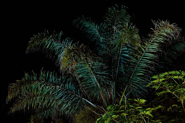 Des Frondes Palmiers Rayonnent Bas Droite Image Éclairées Bas Contre — Photo