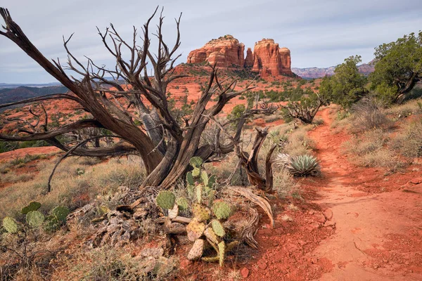 stock image Hiline trail leads toward views of Cathedral Rock, Sedona, Arizona.  In the foreground cacti grow around twisted dead Juniper tree.