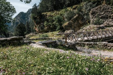 Girit 'in Samarya Geçidi' nde derenin karşısındaki ahşap köprünün yanında büyüyen renkli kır çiçekleri yığını..