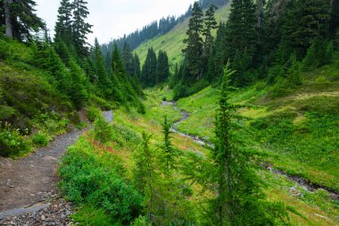 Damfino Gölleri Patikası boyunca uzanan çayırlar ve ağaçlar, Baker Dağı, Washington. Çiseleme ve bulutlu gökyüzü çiçeklerin, ağaçların ve çimenlerin renklerini doldurur..