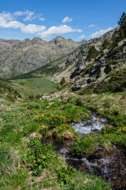 Köpüren dere, Pireneler 'in Incles Vadisi' ndeki yüksek dağlık çayırlarda hızla ilerleyen sarı kır çiçeklerini besler..