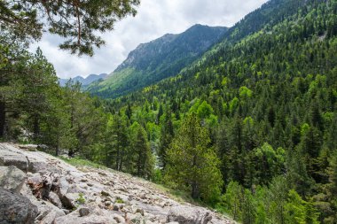 Andorra 'nın Pyrenean Dağları' ndaki kozalaklı ormanlarıyla güzel vadi boyunca bahar manzarası