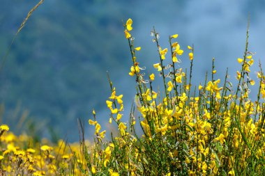 Madeira Süpürgesi 'nin parlak sarı çiçeklerinin yakın plan görüntüsü bulanık mavi-yeşil arka plan