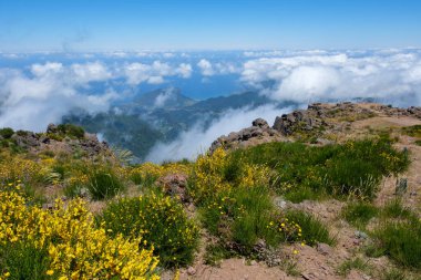 As far as the eye can see:  Looking over puffy clouds toward North Madeira Coast and the Atlantic Ocean from Pico do Arieiro... dotted with brilliant yellow broom bushes clipart