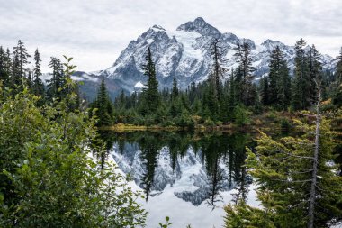 Mount Shuksan - lightly dusted with fresh snow - is mirrored in the calm surface of Highwood Lake and framed by trees clipart