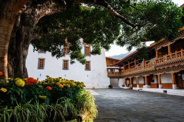 Eski, yapraklı bir ağacın gölgesinde yetişen turuncu ve sarı kadife çiçekleri Punakha Dzong 'un (dochey) bahçesindeki renkli boyalarla uyuşuyor, Butan.
