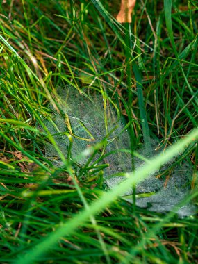 Örümcek yuvası olan ıslak çimenlerin detaylı görüntüleri.