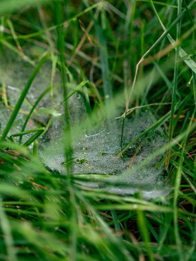 Örümcek yuvası olan ıslak çimenlerin detaylı görüntüleri.
