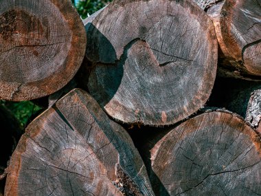 Ayrıntılı olarak ormanda istiflenmiş bir kütük.