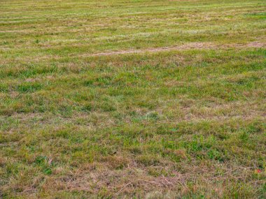 Kahverengi ve yeşil benekli bir çayır.