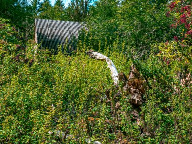Gökyüzünün altında yeşil vahşi bir bahçe