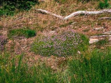 Ormanda yetişen bir tutam funda.