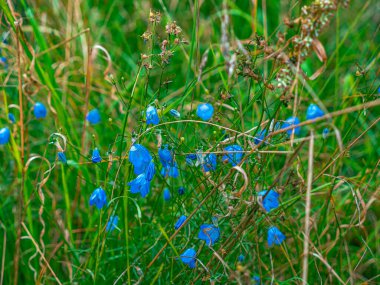Doğada şeftali yapraklı bir çan çiçeği
