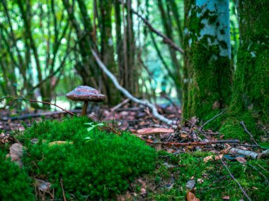 Ormanda yakın plan Alman mantarı.