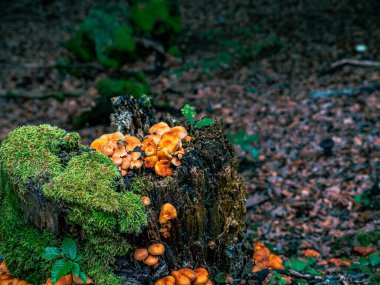 Ormandaki Alman mantarlarını kapatın.