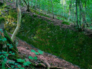Dalları ve yaprakları olan bir Alman ormanının görüntüleri.