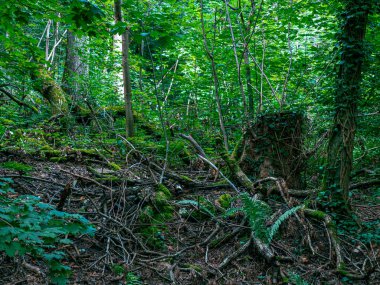 Dalları ve yaprakları olan bir Alman ormanının görüntüleri.