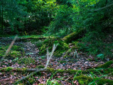 Dalları ve yaprakları olan bir Alman ormanının görüntüleri.