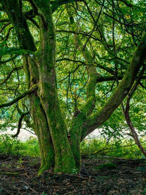 Yosun ve dallarla dolu yaşlı bir ağaç.