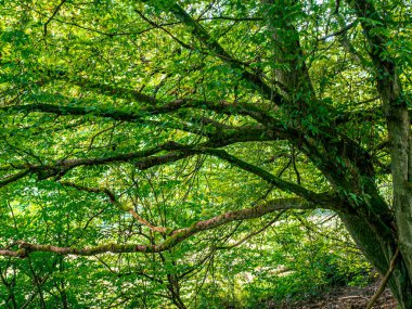 Yosun ve dallarla dolu yaşlı bir ağaç.