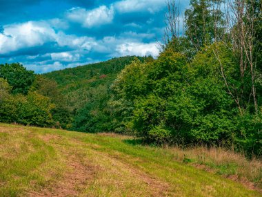 Bulutlu bir günde çimenli bir tarla ve arkasında bir orman.