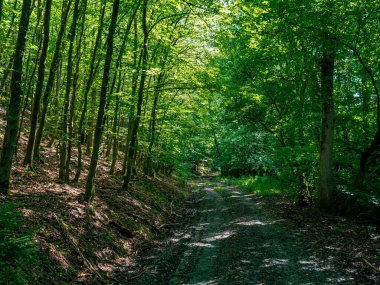 Ağaçlarda ve dallarda bir sürü yosun ve yeşillik olan bir ormanın içinde.