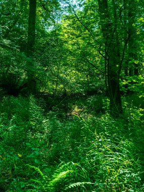 Ağaçlarda ve dallarda bir sürü yosun ve yeşillik olan bir ormanın içinde.