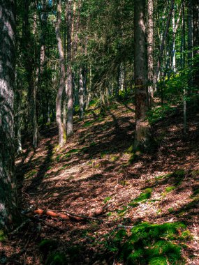 Ağaçların ve dalların üzerinde bir sürü yeşillik ve yosun olan bir ormanın içi.