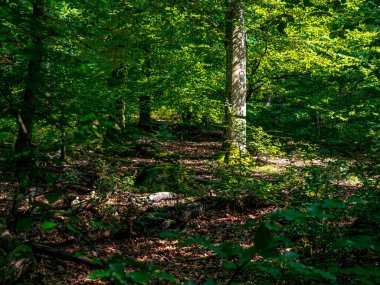 Ağaçların ve dalların üzerinde bir sürü yeşillik ve yosun olan bir ormanın içi.