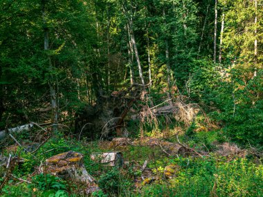 Ağaçların ve dalların üzerinde bir sürü yeşillik ve yosun olan bir ormanın içi.