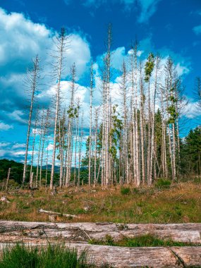 Alman ormanında çok sayıda ölü ağaç.