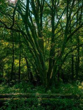 Ağaçlarda ve dallarda bir sürü yosun ve yeşillik olan bir ormanın içinde.