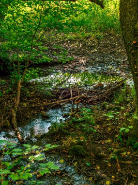 Su, yosun ve yapraklarla dolu bir ormandadır.