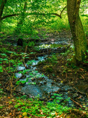 Su, yosun ve yapraklarla dolu bir ormandadır.