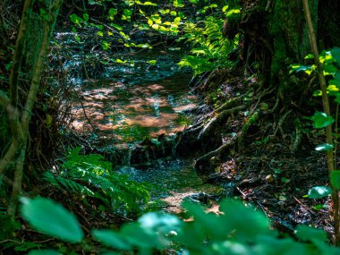 Su, yosun ve yapraklarla dolu bir ormandadır.