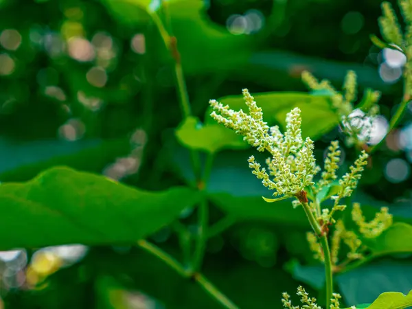 stock image A close up of the Japanese knotweed plant