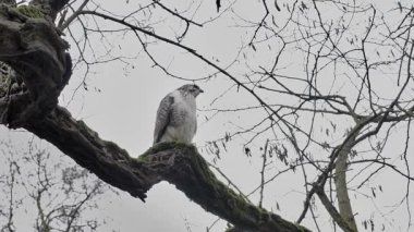 Kızıl kuyruklu bir şahin bir dala oturur.