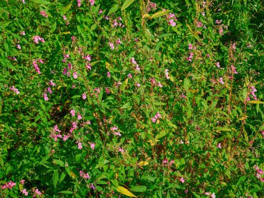 Küçük çiçeklerin yakın plan çekimi.