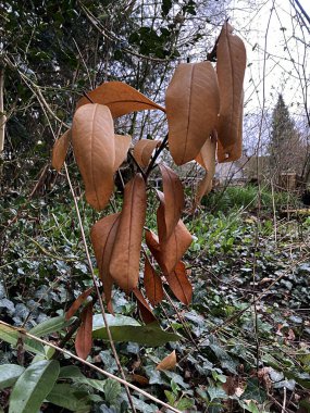 Kurumuş sonbahar yapraklarının dikey çekimi