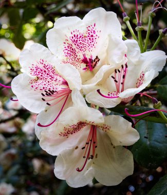 Beyaz ve pembe rhododendronların dikey seçmeli odak noktası.
