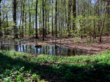 Orman ağaçları dışkıya yansıyor