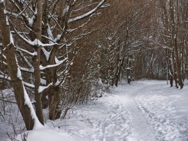 Ormandaki çıplak ağaçlarla birlikte kışın yol manzarası.