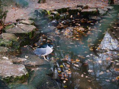 Bir Nycticorax gece kuşu Esaret altındaki bir gölette