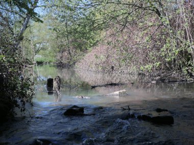 Sonbaharda ormanda bir nehir