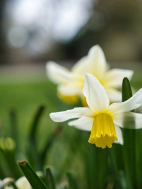 Bulanık park arka planında canlı sarı nergisin yüzeysel odağı